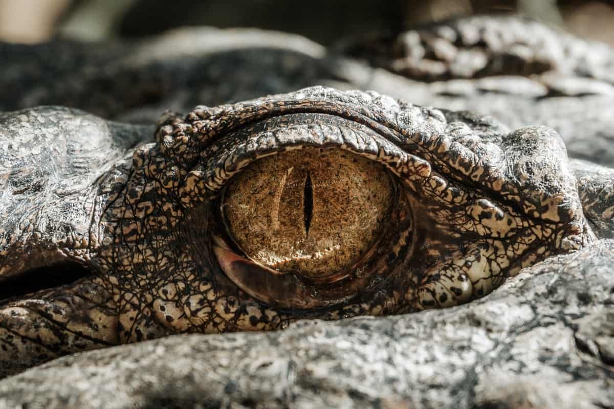 Crocodile Eye - HD Wallpaper 