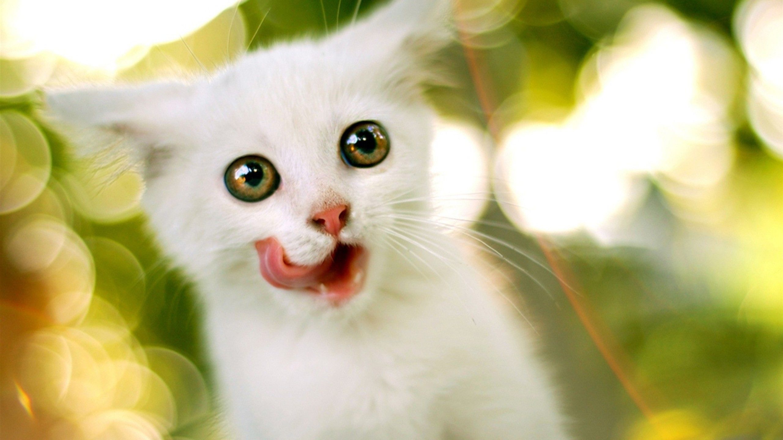 Cute Animal Wallpaper Hd - Animals Wallpaper Full Hd - 2560x1440 Wallpaper Cute Animal Wallpaper Hd - Animals Wallpaper Full Hd - 2560x1440 Wallpaper
