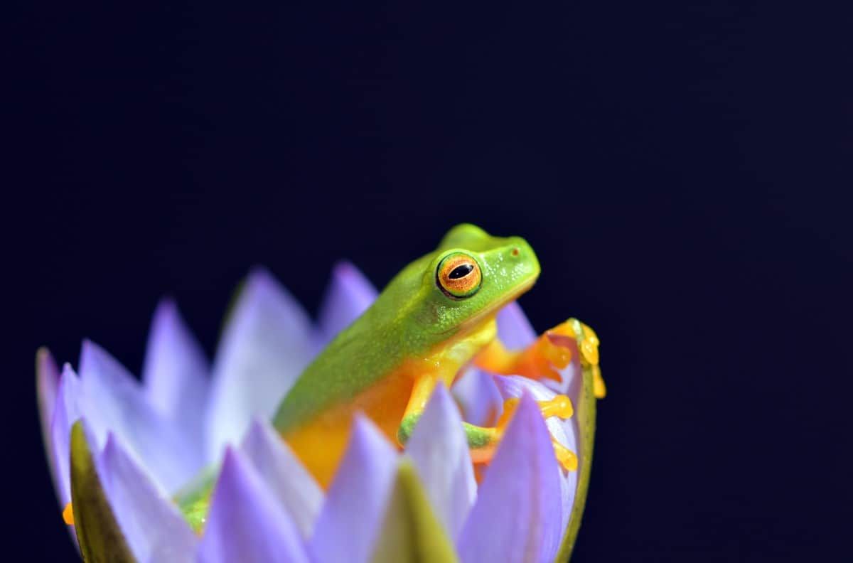 Frog - HD Wallpaper 