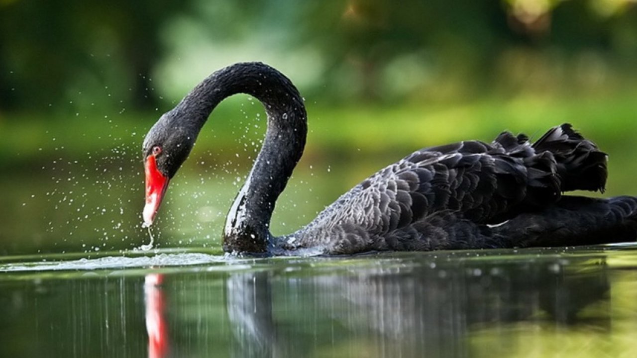 Black Swan - HD Wallpaper 