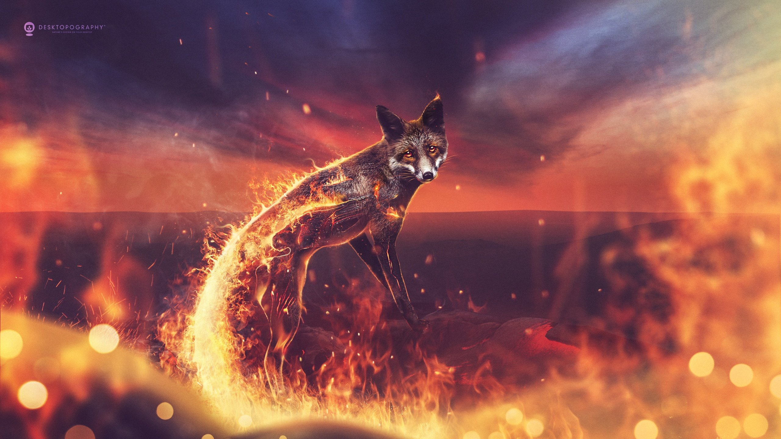 Fox Fire - HD Wallpaper 