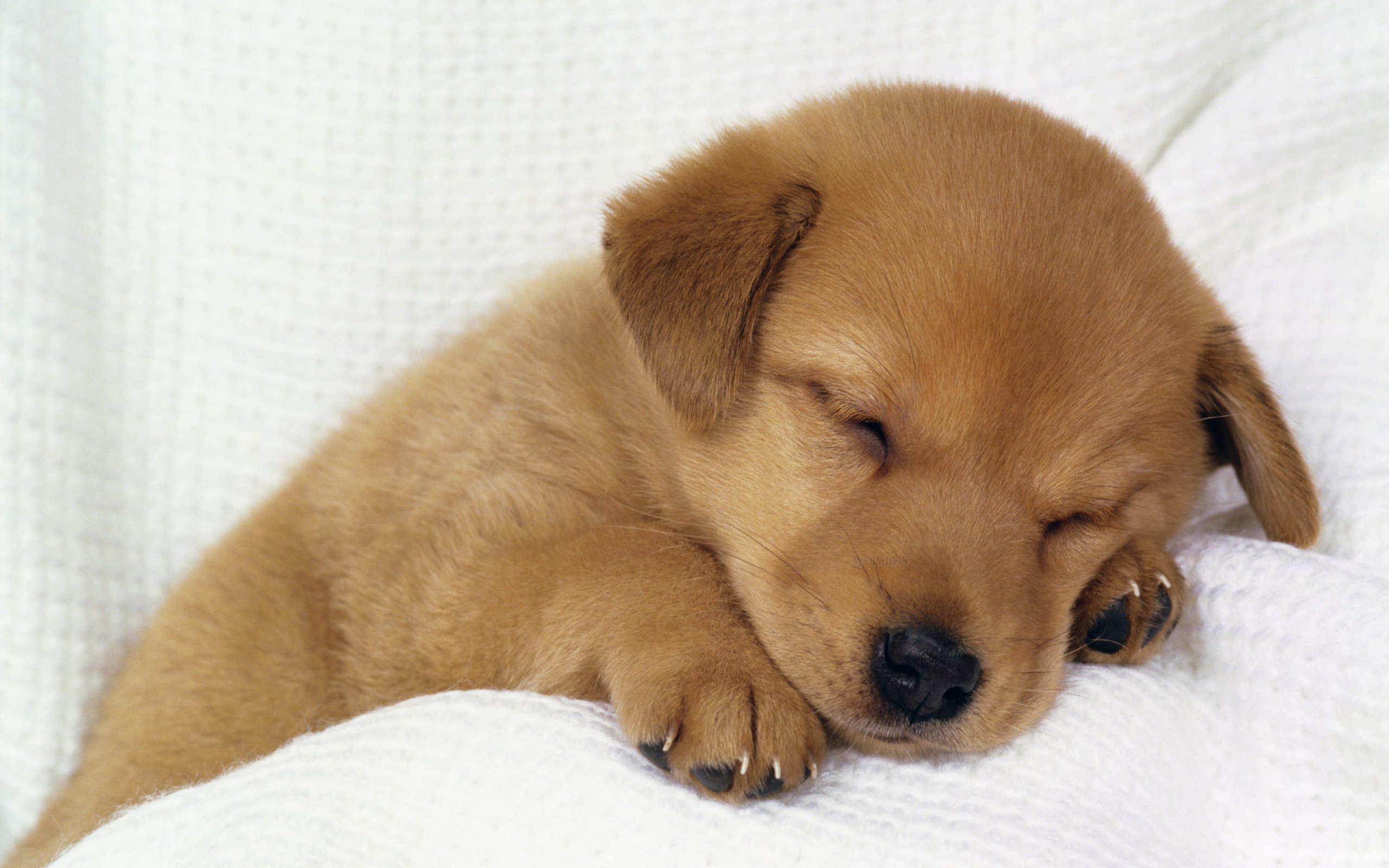 Cute Puppies - HD Wallpaper 