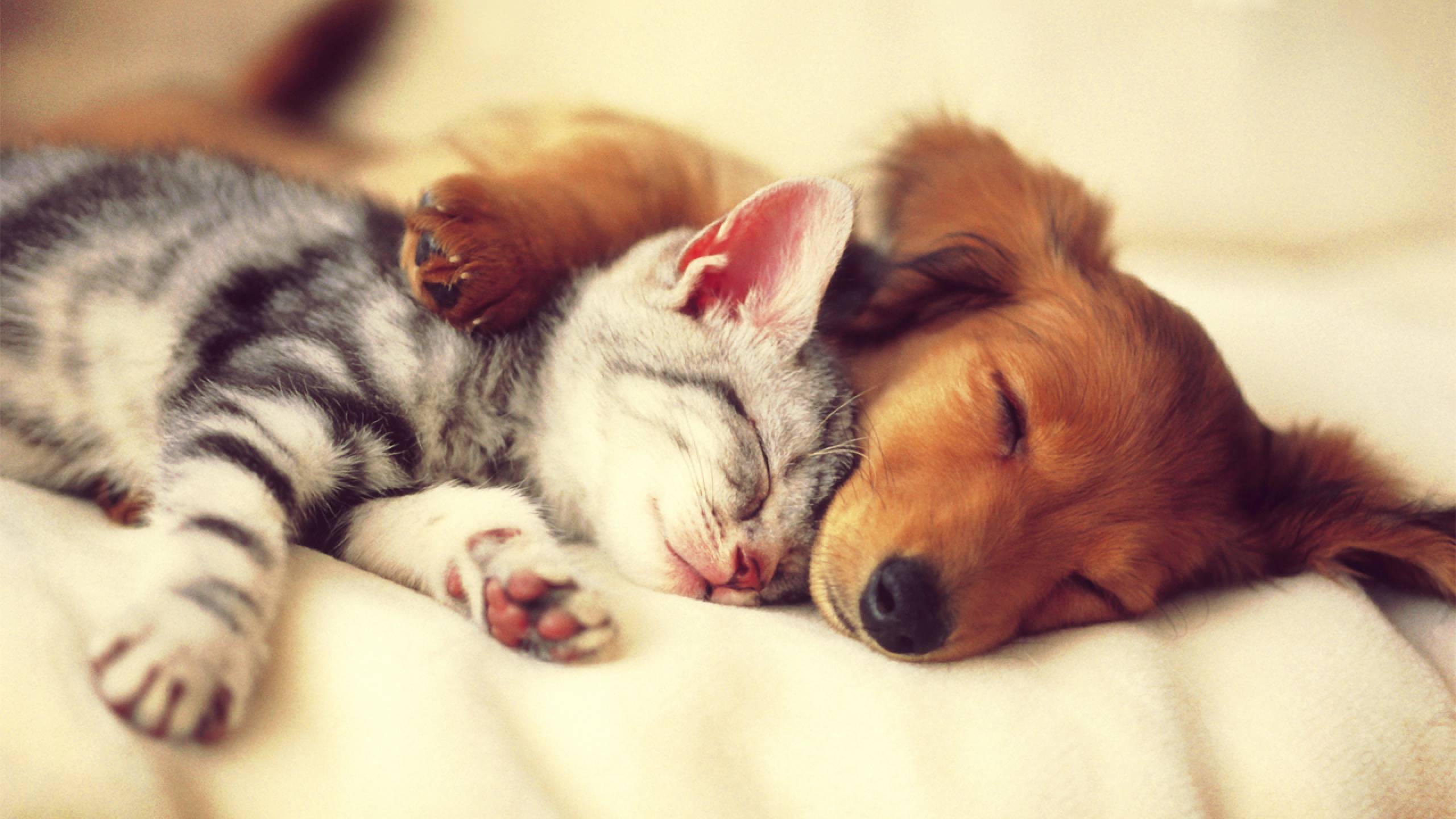 Cutest Dog And Cat - HD Wallpaper 