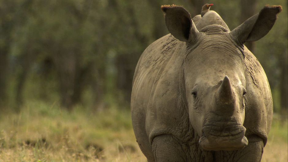According To Cites, 1,215 Rhinos Were Poached In South - Rhino Poaching - HD Wallpaper 