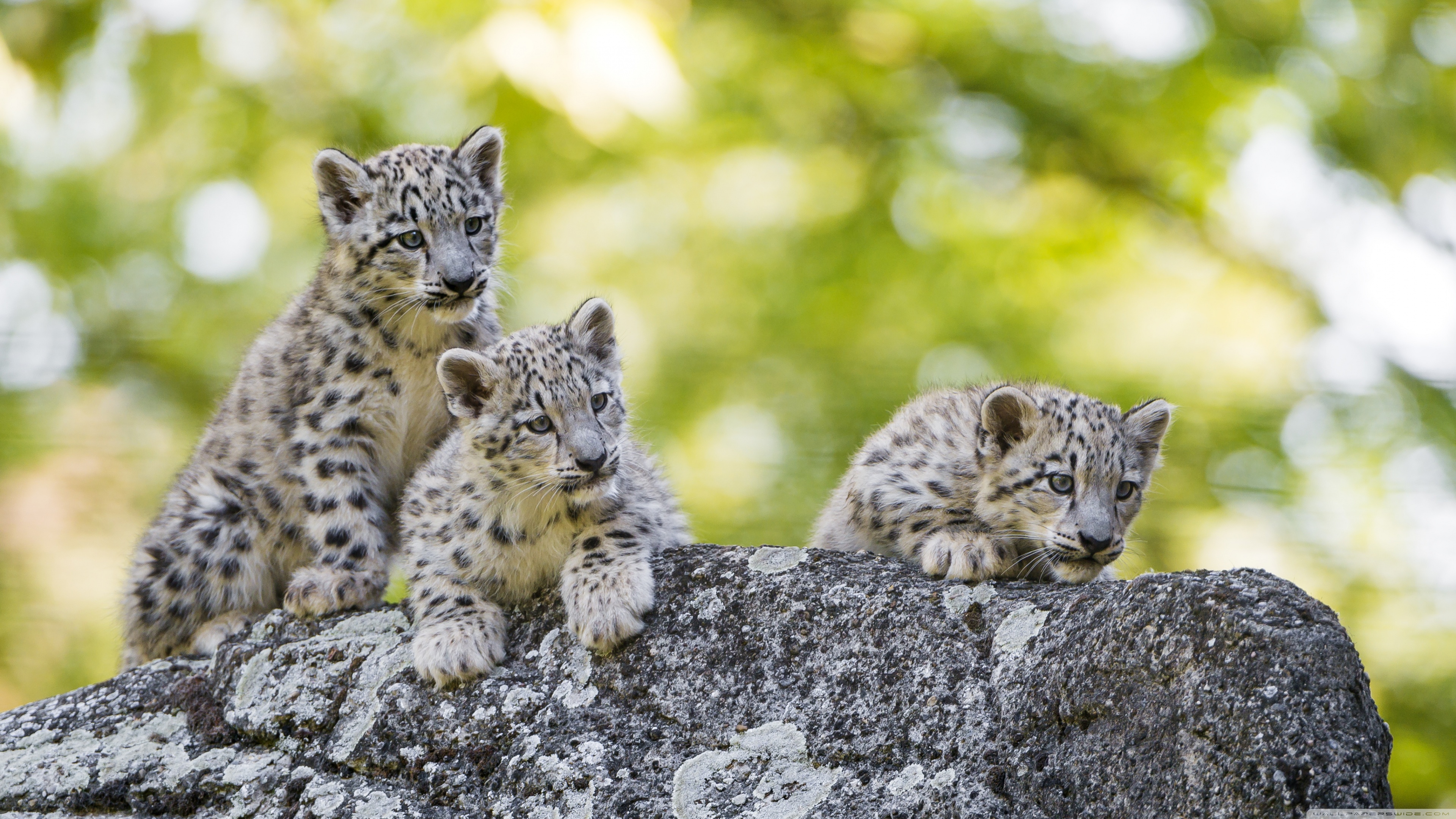 Wild Snow Leopard Cubs - HD Wallpaper 