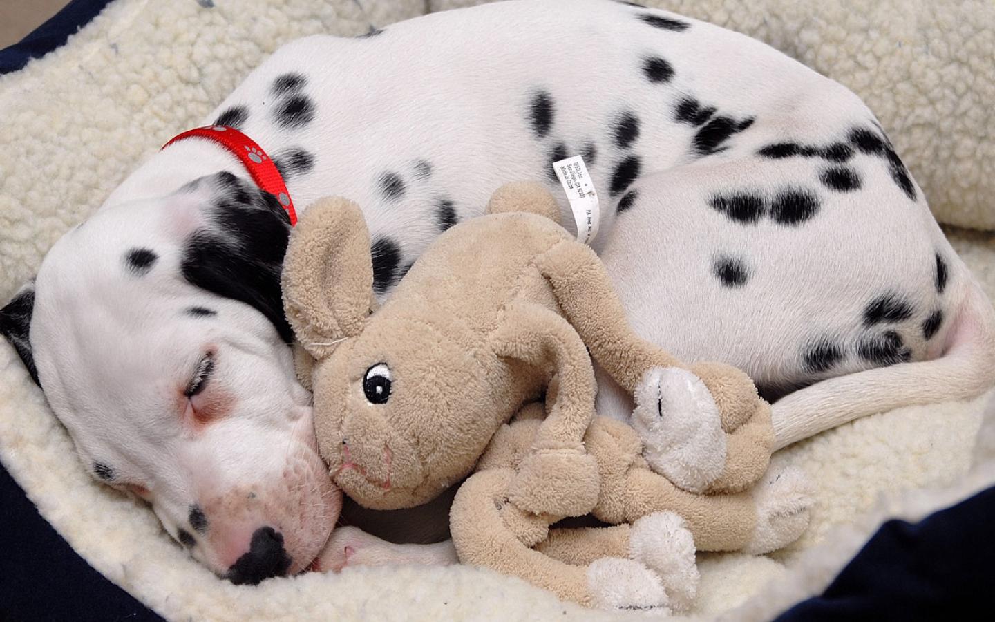 Puppy With Favorite Toy Wallpaper - Dalmatian Dog Puppy Sleep - HD Wallpaper 