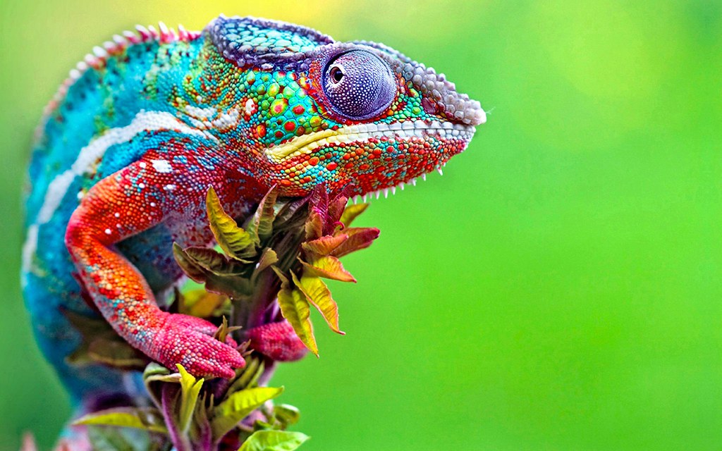 Chameleon Wallpaper Hd - HD Wallpaper 