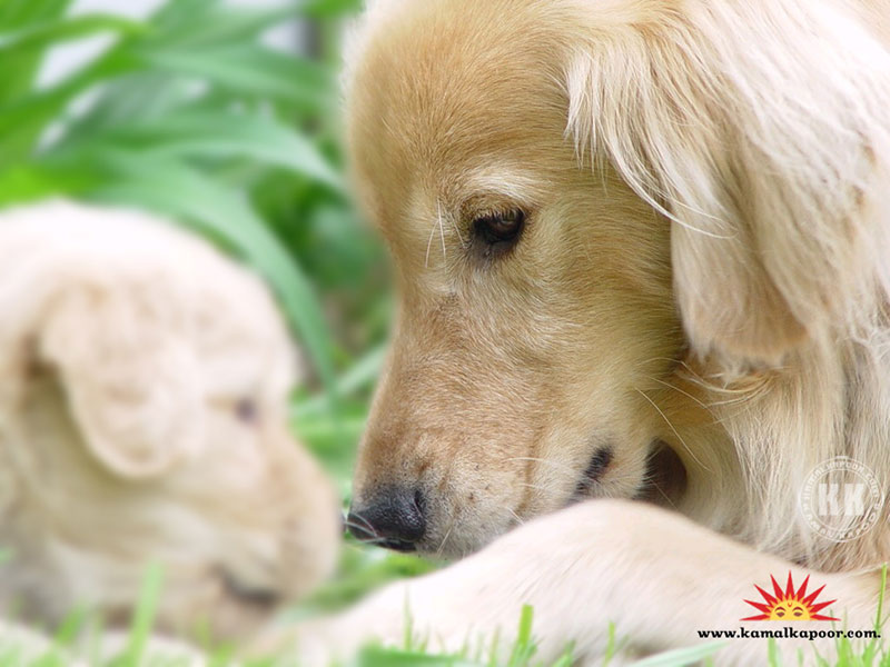 Golden Retriever Mother's Day - HD Wallpaper 