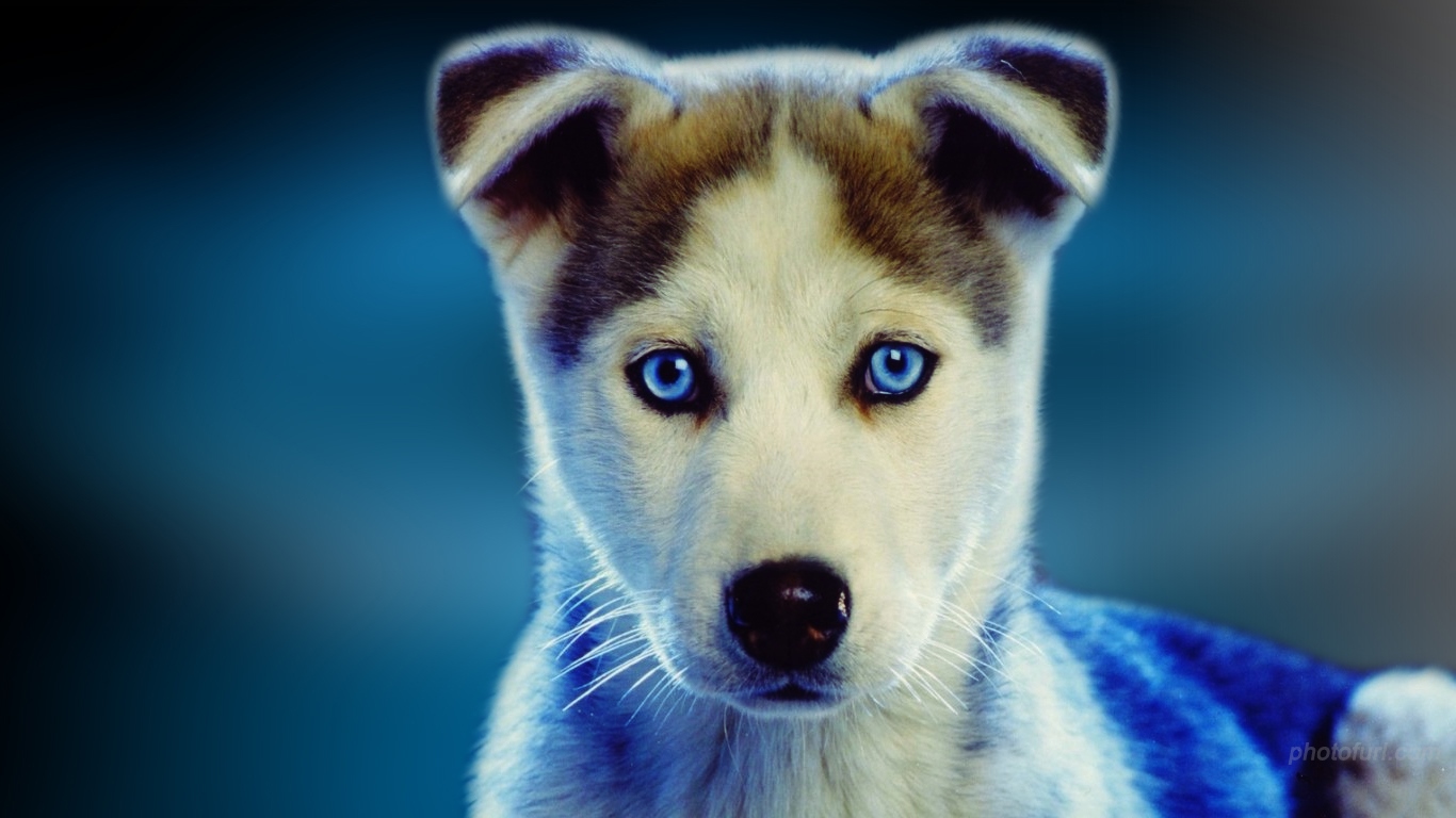 Husky Puppy Dog Eyes - HD Wallpaper 