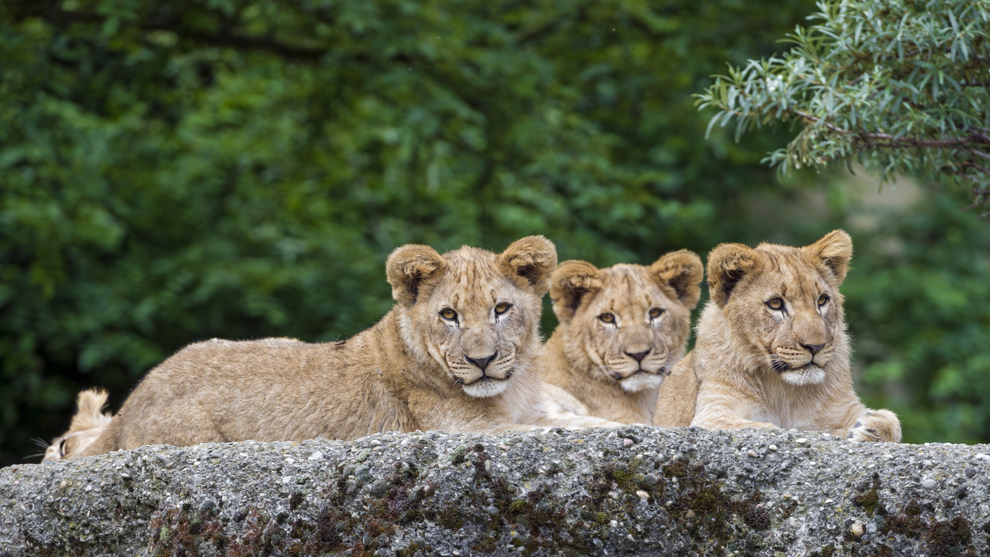 Wallpaper Three Lions Have A Rest, Animals Photography - 3 Lions Animals - HD Wallpaper 