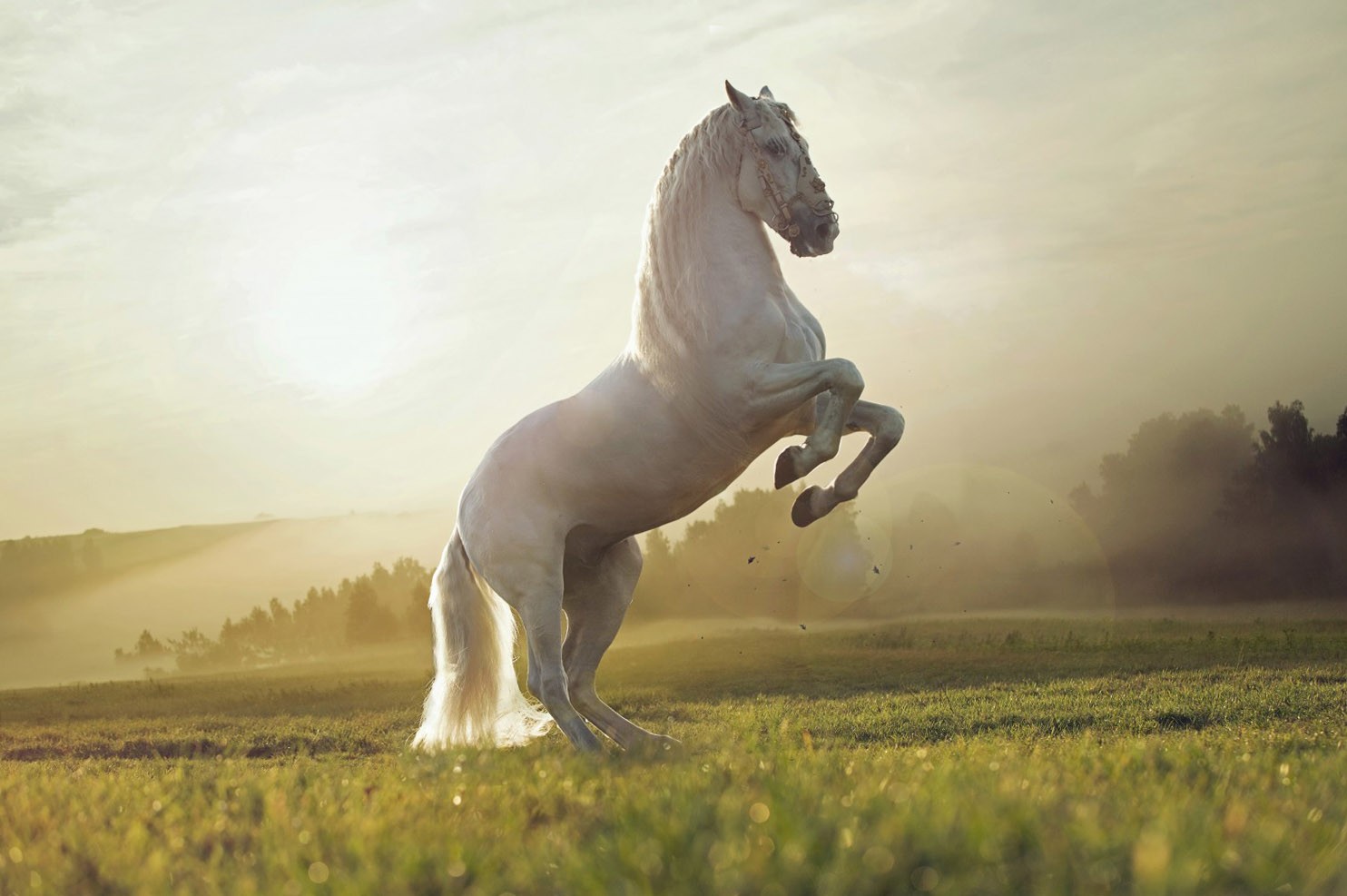 Hd Animals Wallpapers Download - HD Wallpaper 