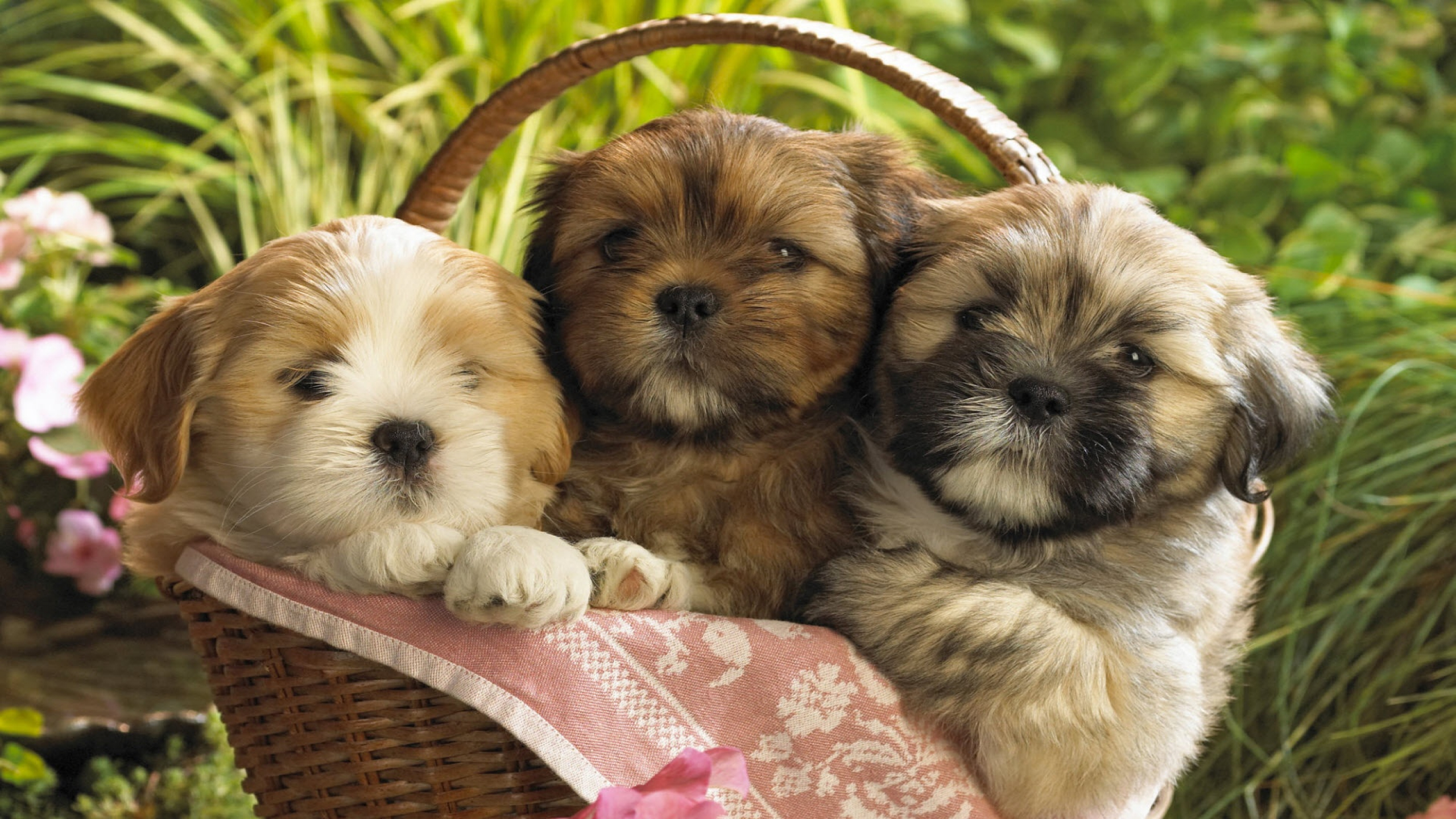 Desktop Background Cute Puppies - HD Wallpaper 