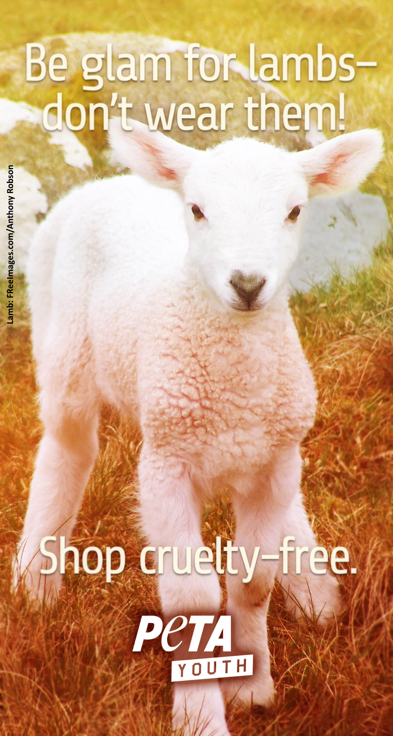 Sheep - HD Wallpaper 