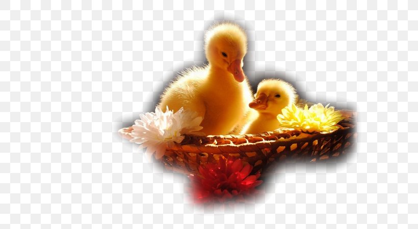 Ducklings Desktop Wallpaper Cute Animals, Png, 600x450px, - HD Wallpaper 