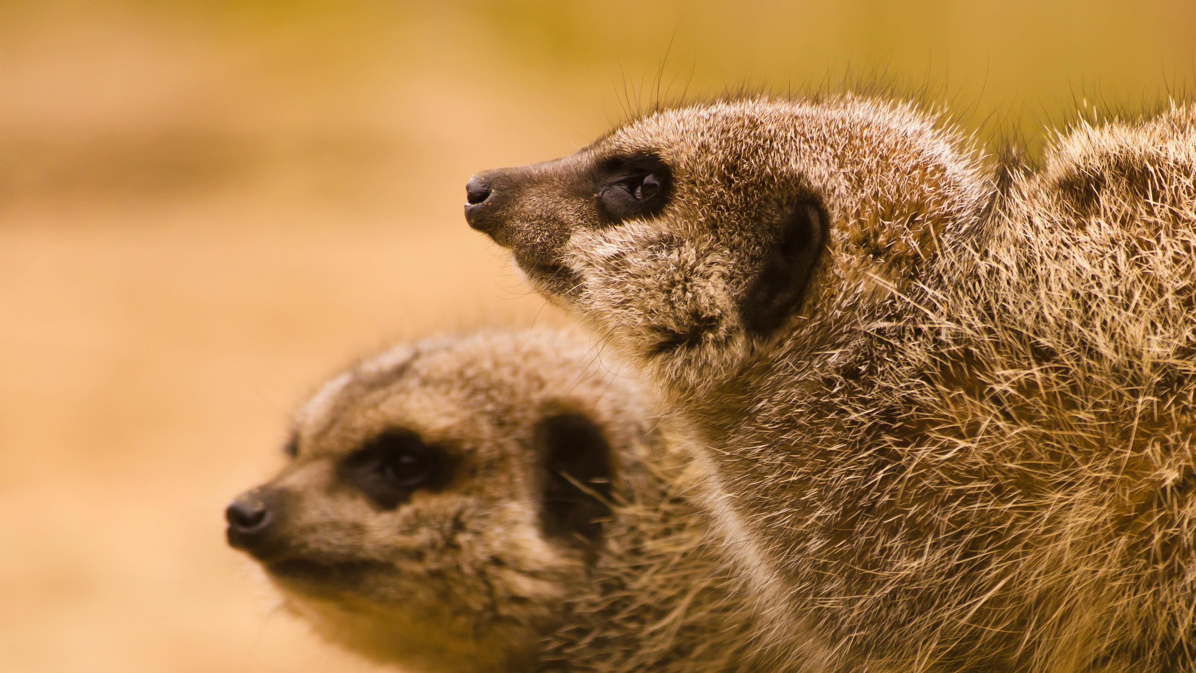 Animal Meerkat 4k Wallpaper - 4k Meerkat - HD Wallpaper 