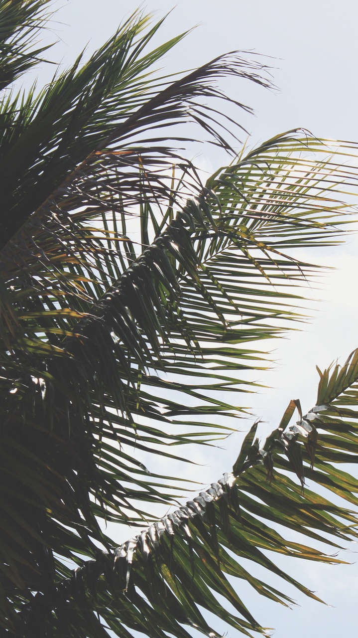 High Definition, Iphone, Iphone Wallpaper - High Resolution Palm Tree Iphone - HD Wallpaper 