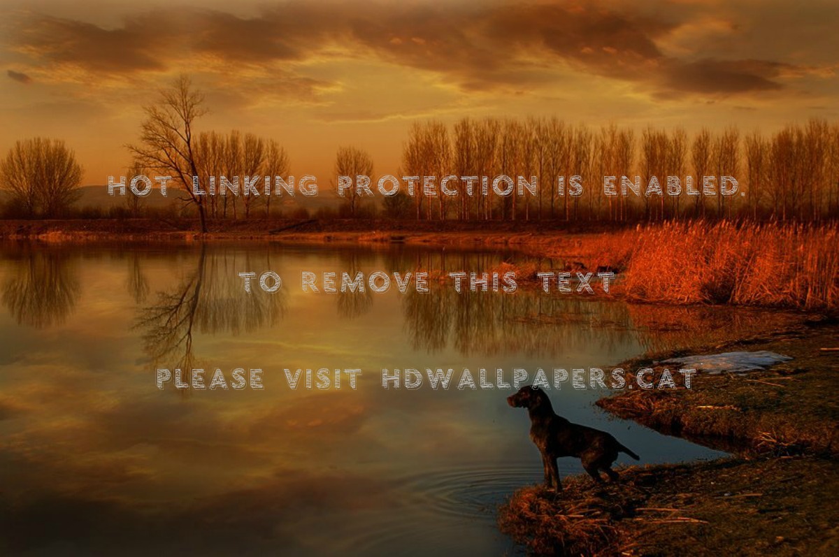 Cool Pics Nise Awesome Animals Dogs - Reflection - HD Wallpaper 