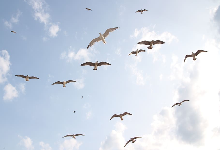 Seagulls, Flight, Birds, Sky, Dom, Nature, Wings, 4k - HD Wallpaper 
