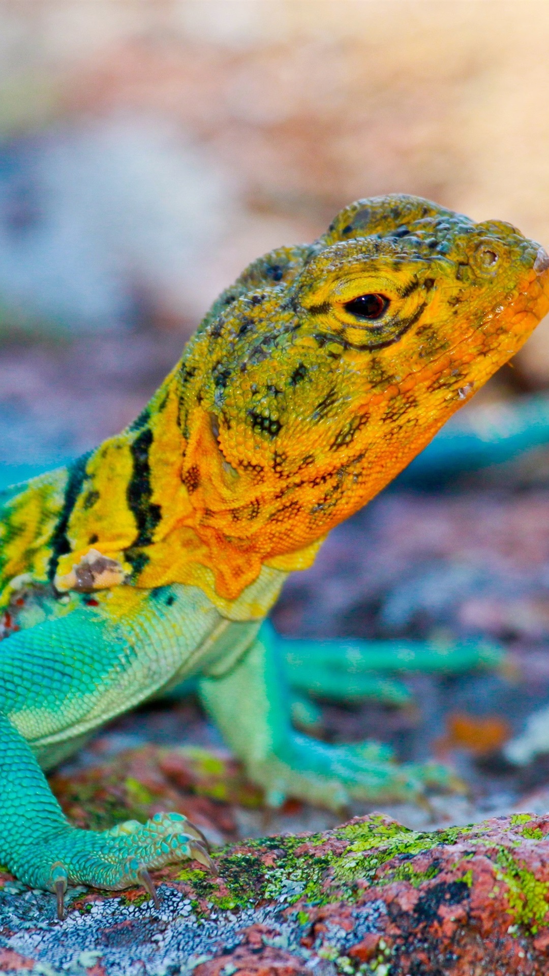 Iphone Wallpaper Mexico Lizard, Colorful, Stones - Color Lizards - HD Wallpaper 