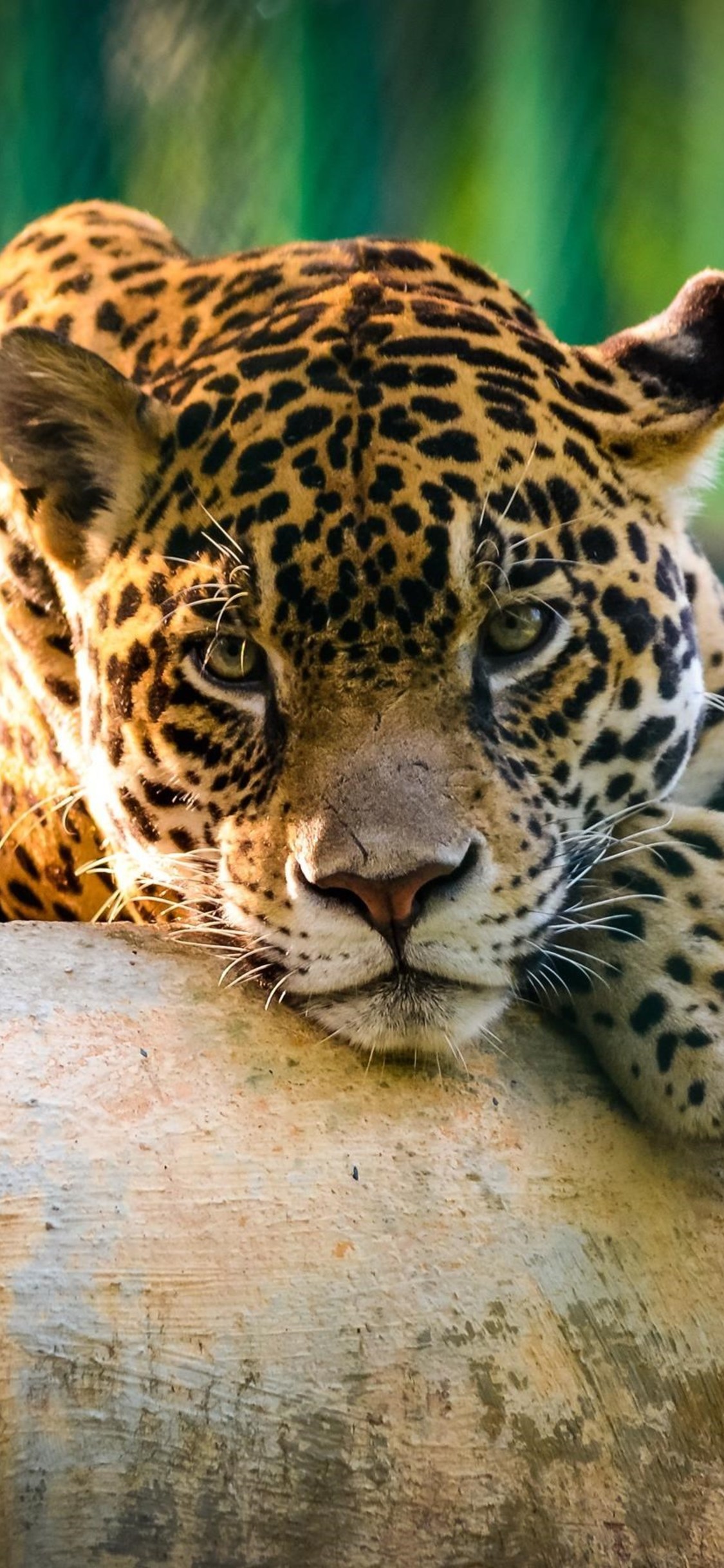 Mexico Iphone X - HD Wallpaper 