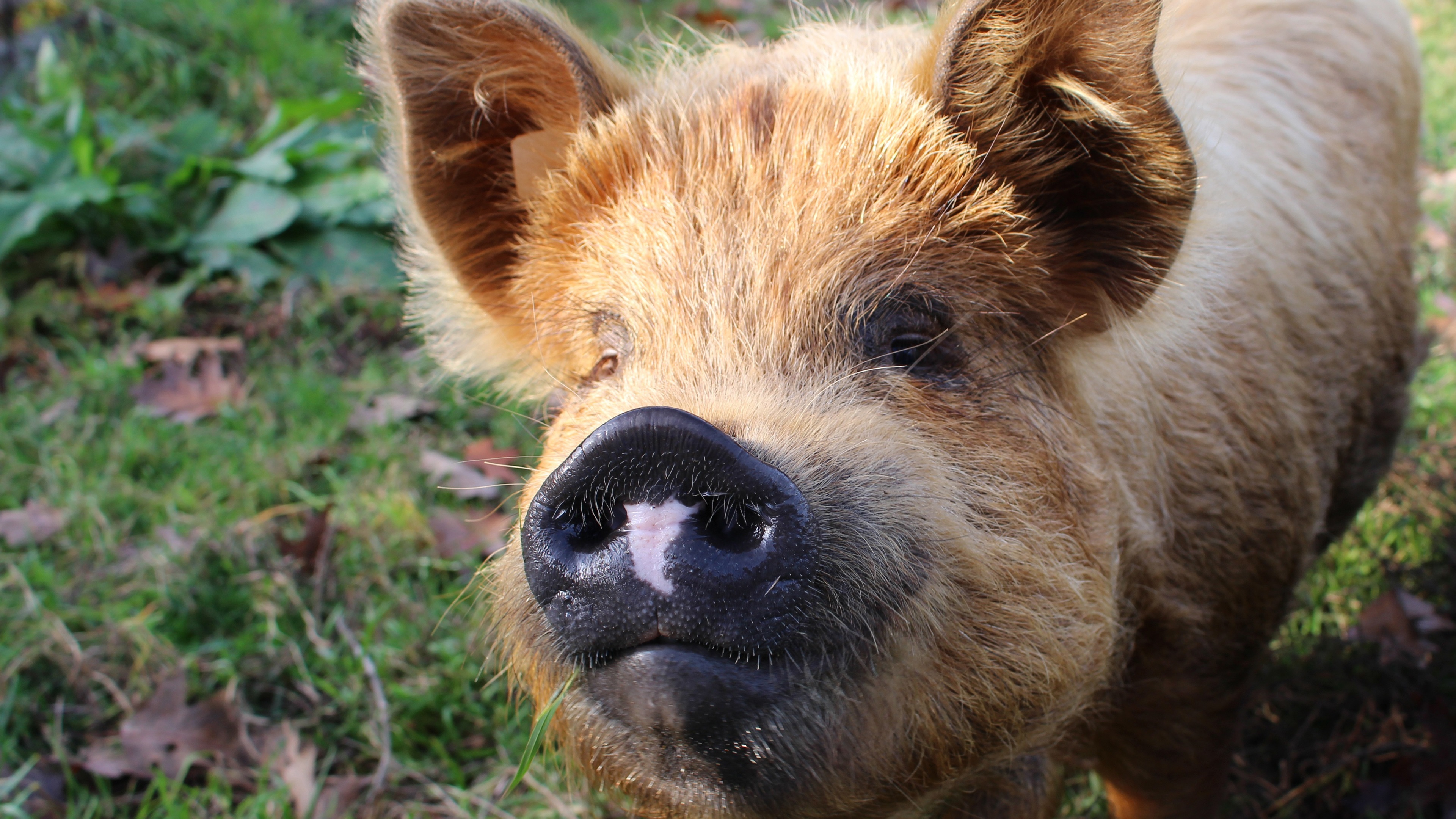 Wallpaper Furry Animals, Pig, Nose - Pig High Resolution - HD Wallpaper 
