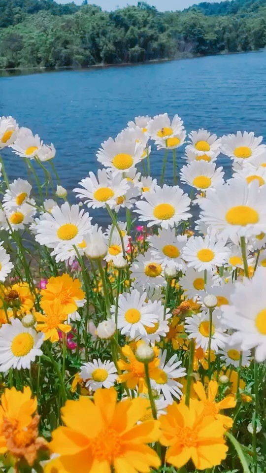 Spring Flower Hd Wallpaper By Ulauncher - Common Daisy - HD Wallpaper 