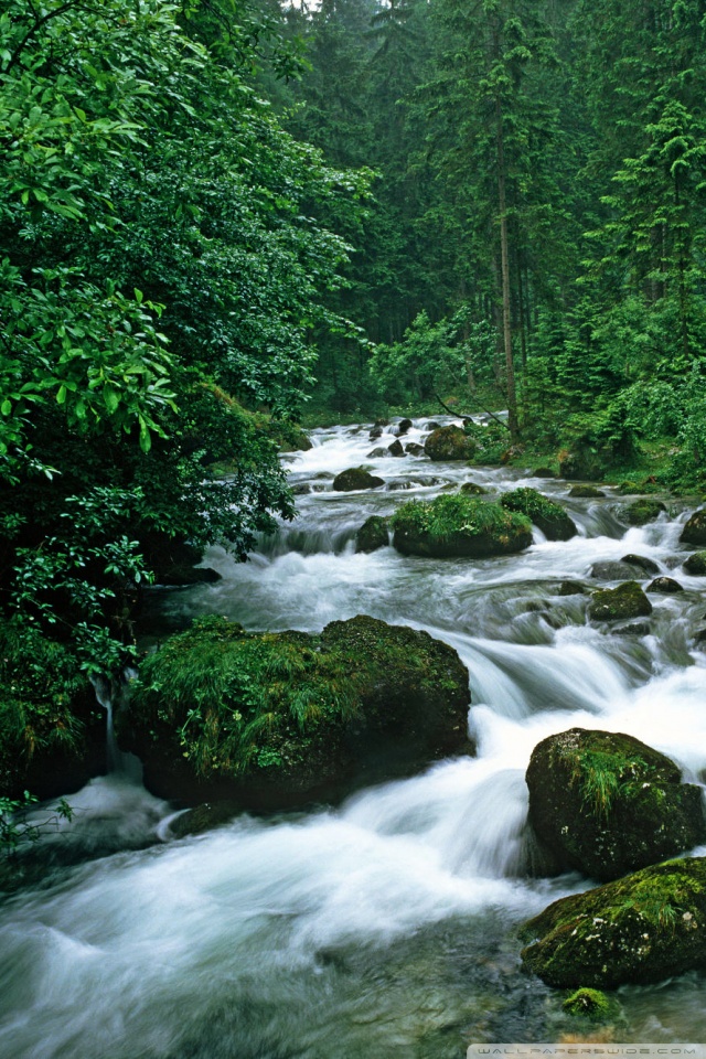 Green Forests With Rivers - HD Wallpaper 