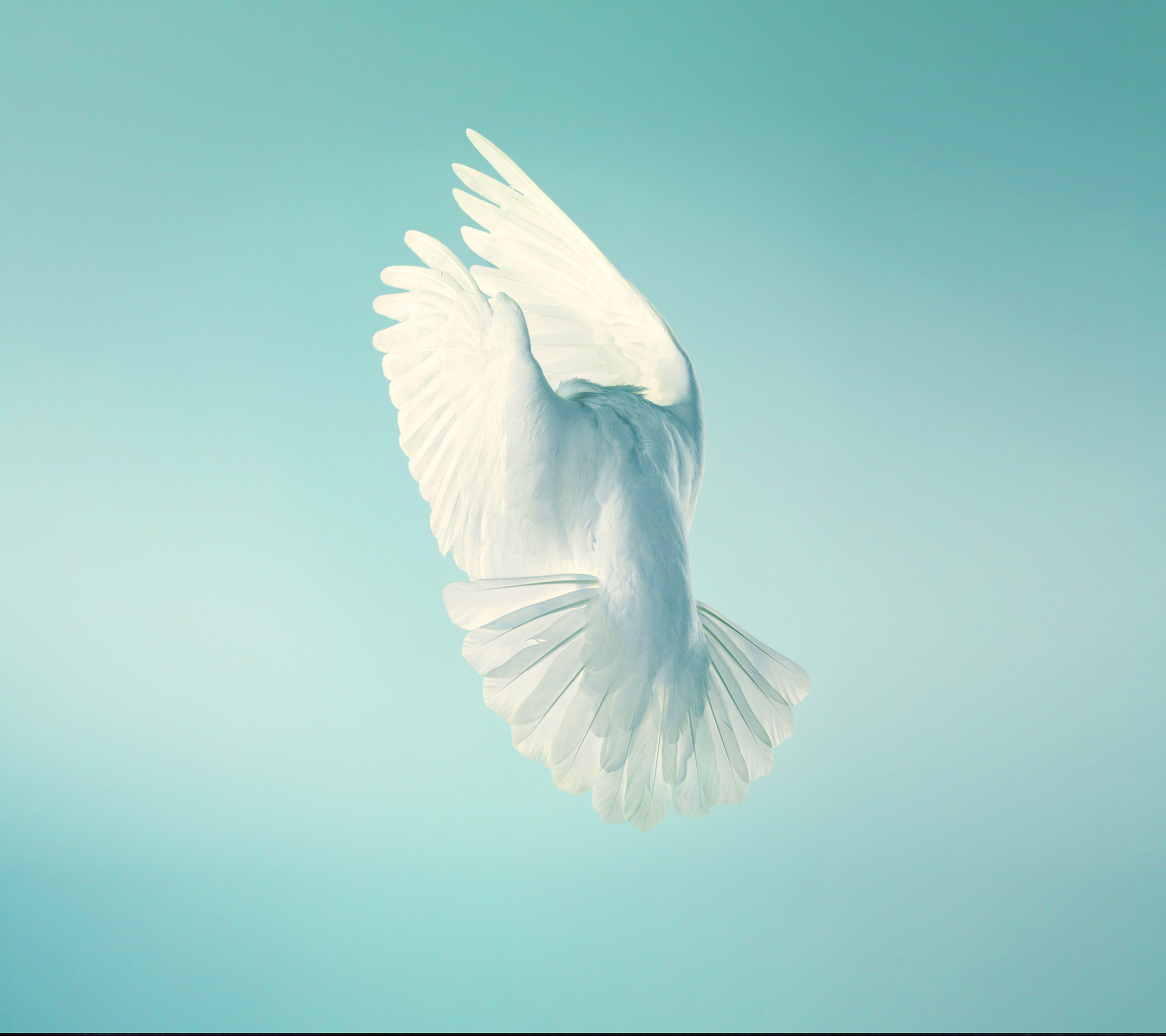 Peace Wallpapers For Mobile - HD Wallpaper 
