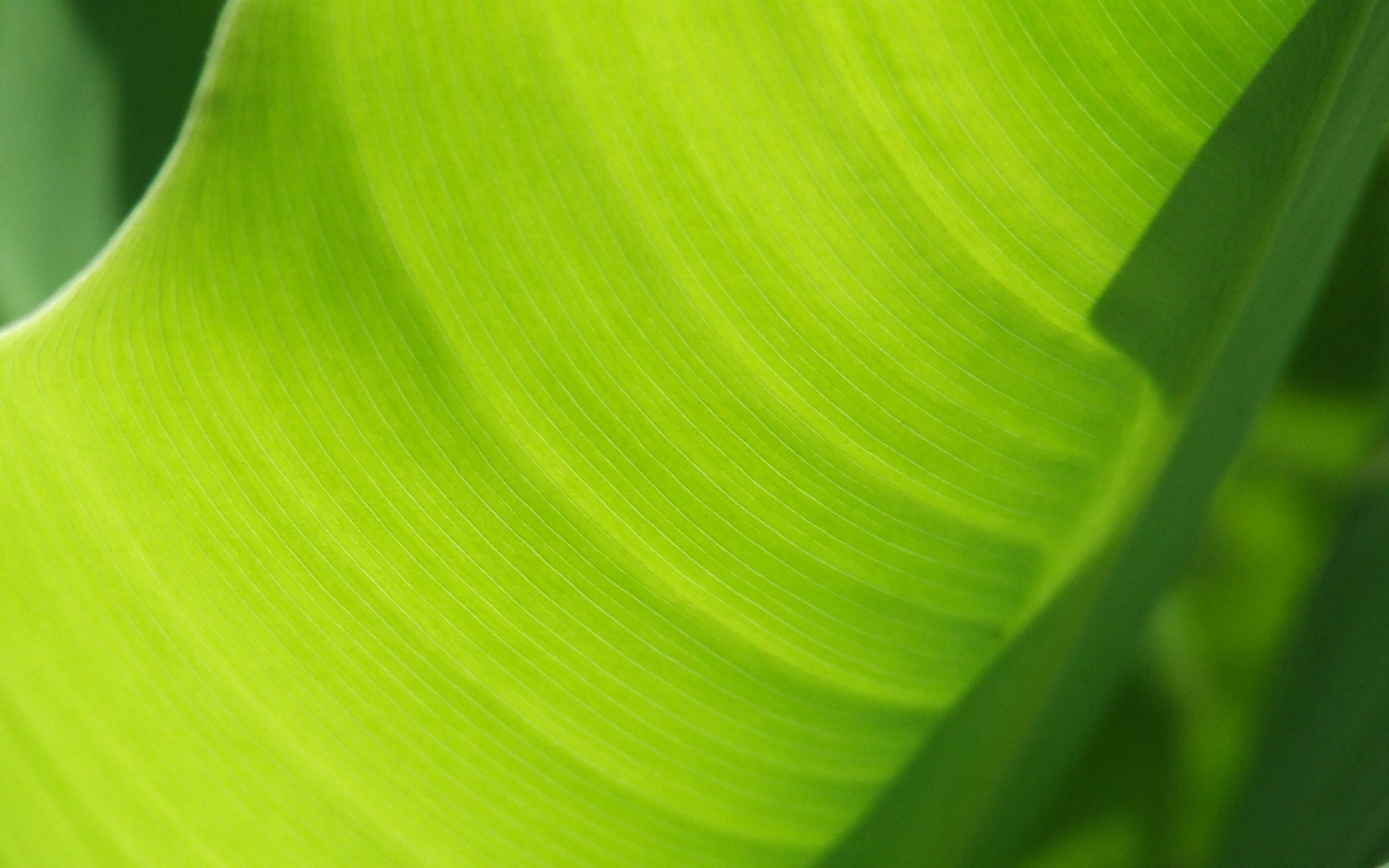 Banana Leaf Wallpaper - HD Wallpaper 