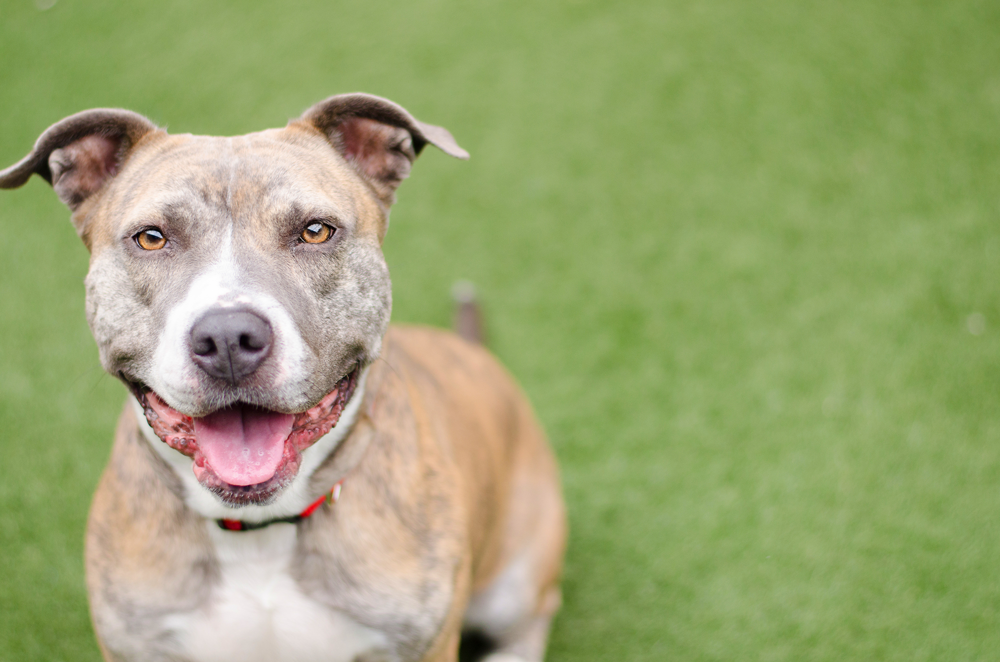 Pit Bull Dog Wallpaper - Old Pitbull Dog - HD Wallpaper 