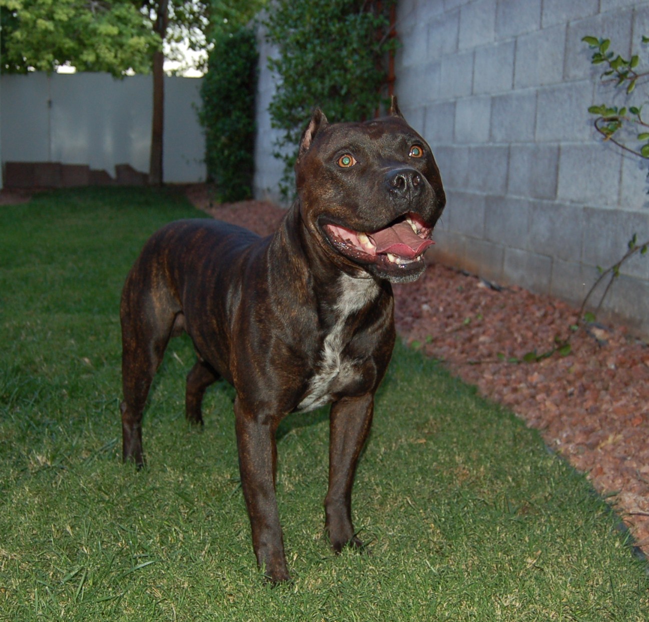 American Pitbull Dogs Wallpapers - HD Wallpaper 