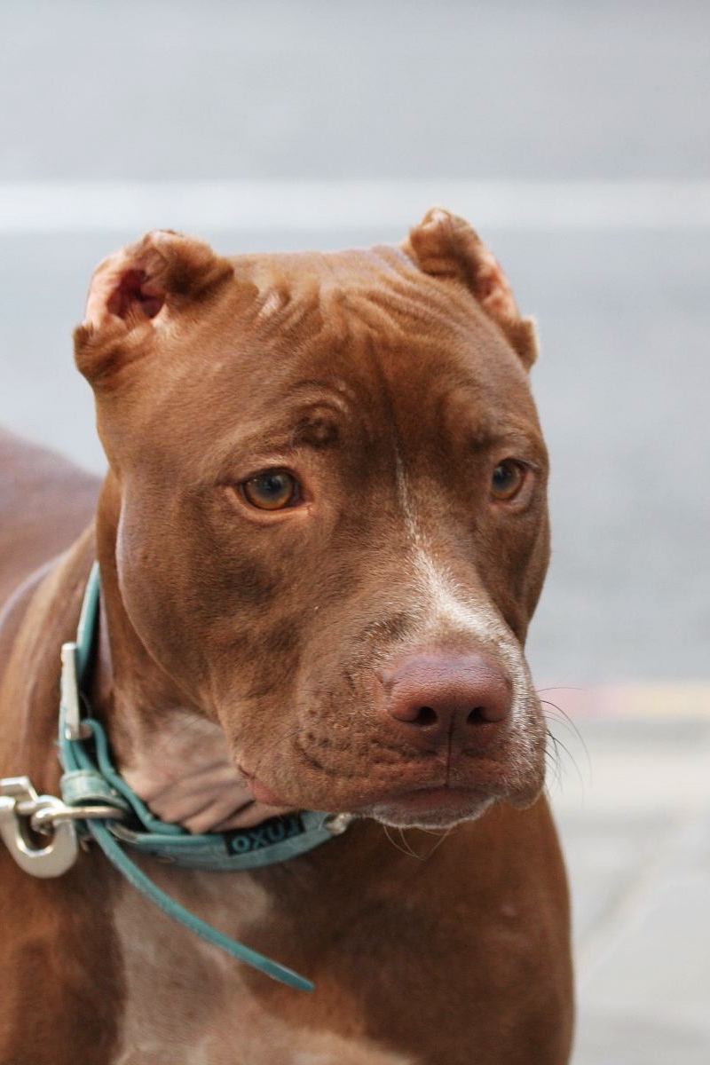 Wallpaper American Pitbull, Muzzle, Leash, Dog, Collar - American Pitbulls - HD Wallpaper 