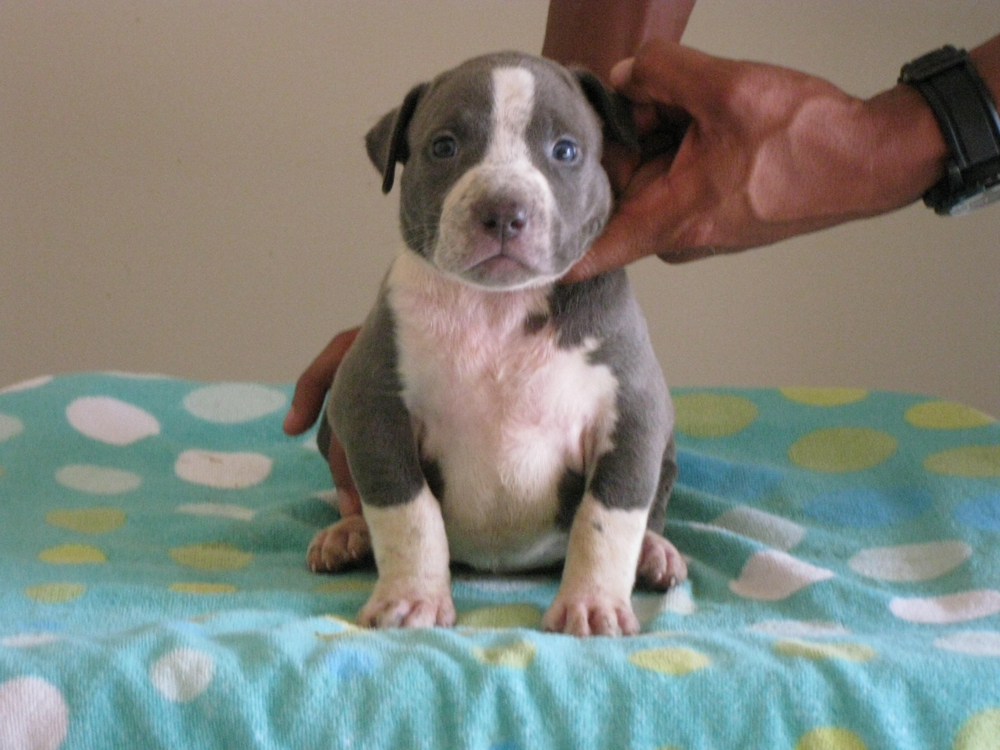 2048x1536, Blue, Pitbull, Puppy, Dog, New, Desktop, - Pitbull Dog Image Download - 2048x1536 Wallpaper 2048x1536, Blue, Pitbull, Puppy, Dog, New, Desktop, - Pitbull Dog Image Download - 2048x1536 Wallpaper