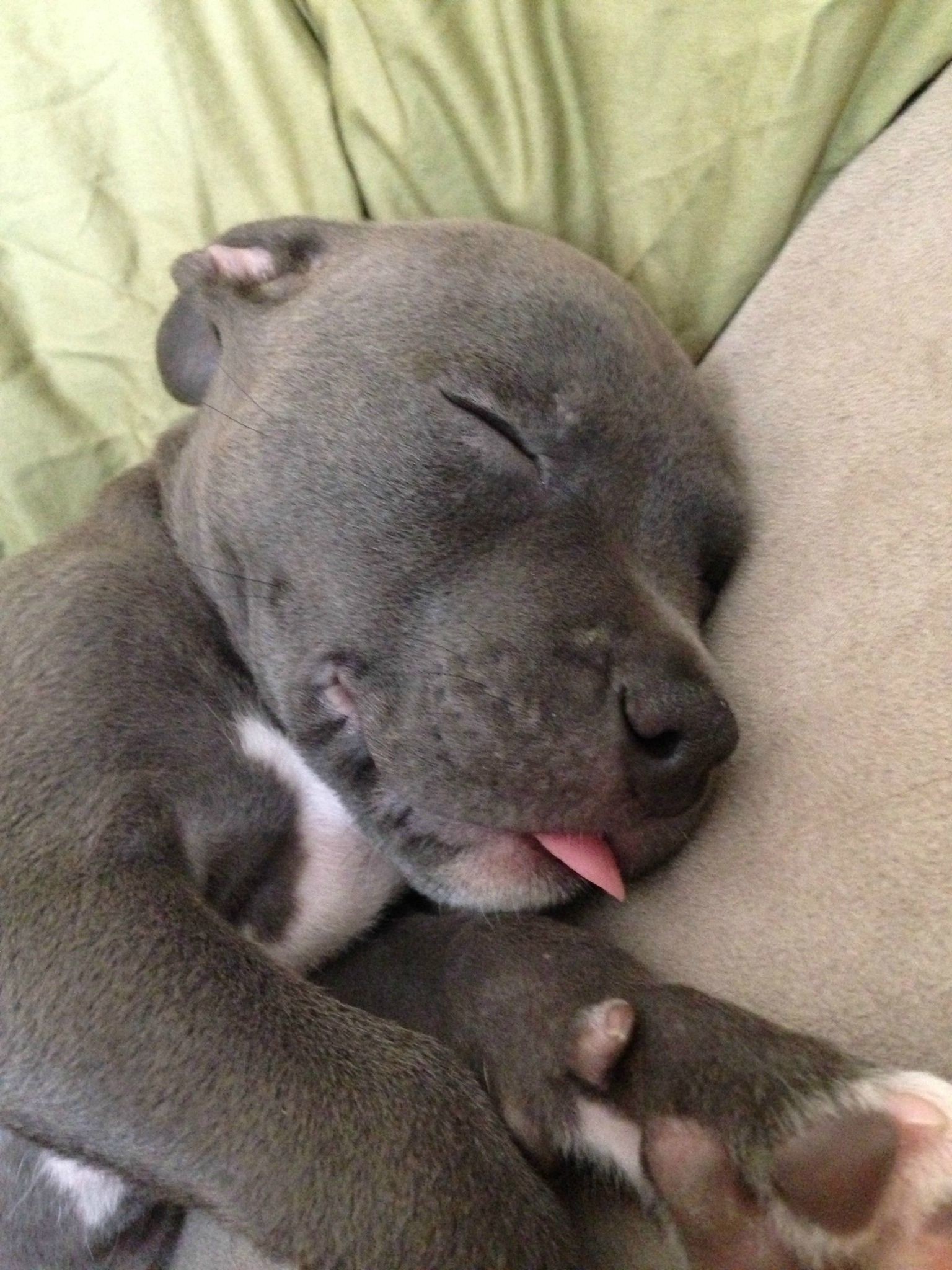 1536x2048, Cute Dog Pitbull Puppies Hd Wallpaper - Baby Cute Pitbull