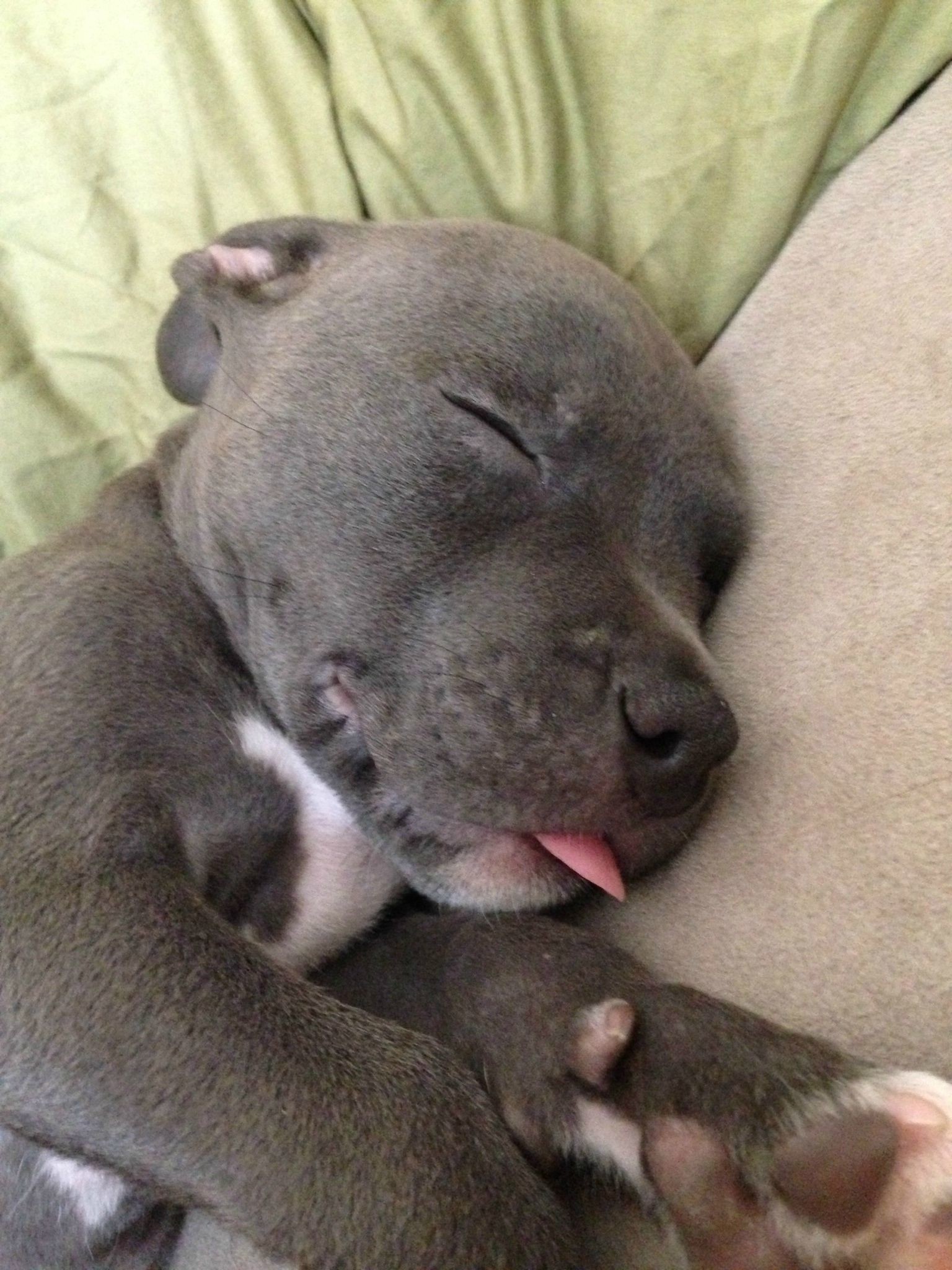 1536x2048, Cute Dog Pitbull Puppies Hd Wallpaper 
 - Baby Cute Pitbull Puppies - HD Wallpaper 