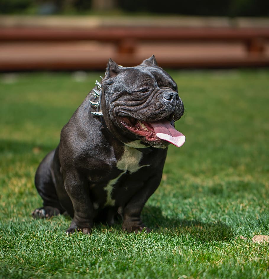 Black Pitbull Terrier Sitting On Grass Field, Bully - HD Wallpaper 