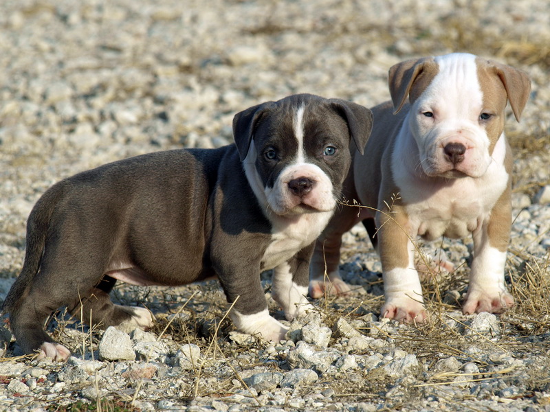 Pit Bull Puppy Dog - HD Wallpaper 