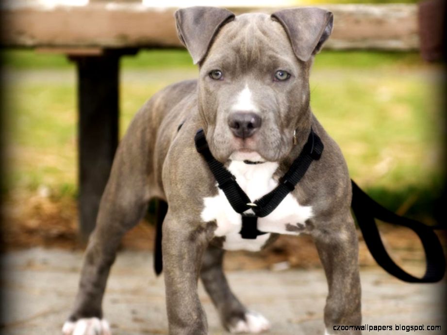 Pitbull Dog Puppy Hd Wallpapers Pitbull Puppy Dogs - Cute Pitbull Puppy - HD Wallpaper 