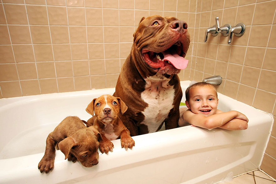 Hulk Pitbull Largest Puppies - Hulk Dog Breed - HD Wallpaper 