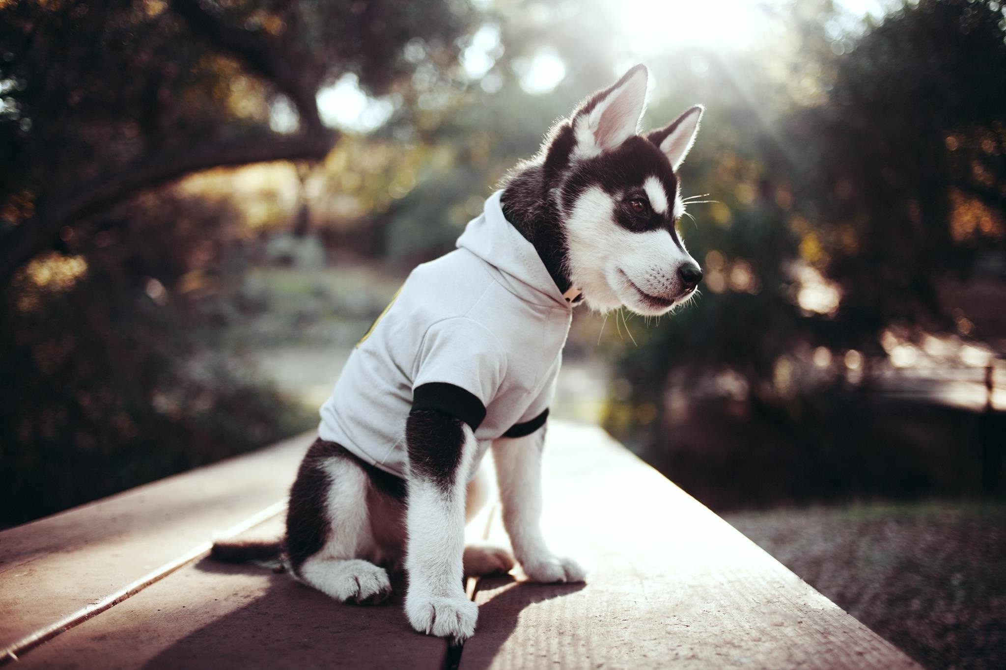 Pitbull Dog Wallpaper Hd - HD Wallpaper 