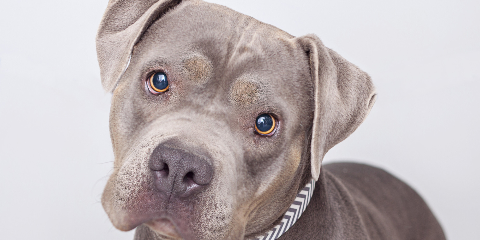 Pit Bull Dog Wallpaper - HD Wallpaper 