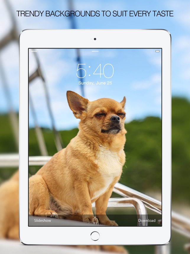 Dog At Yacht - HD Wallpaper 