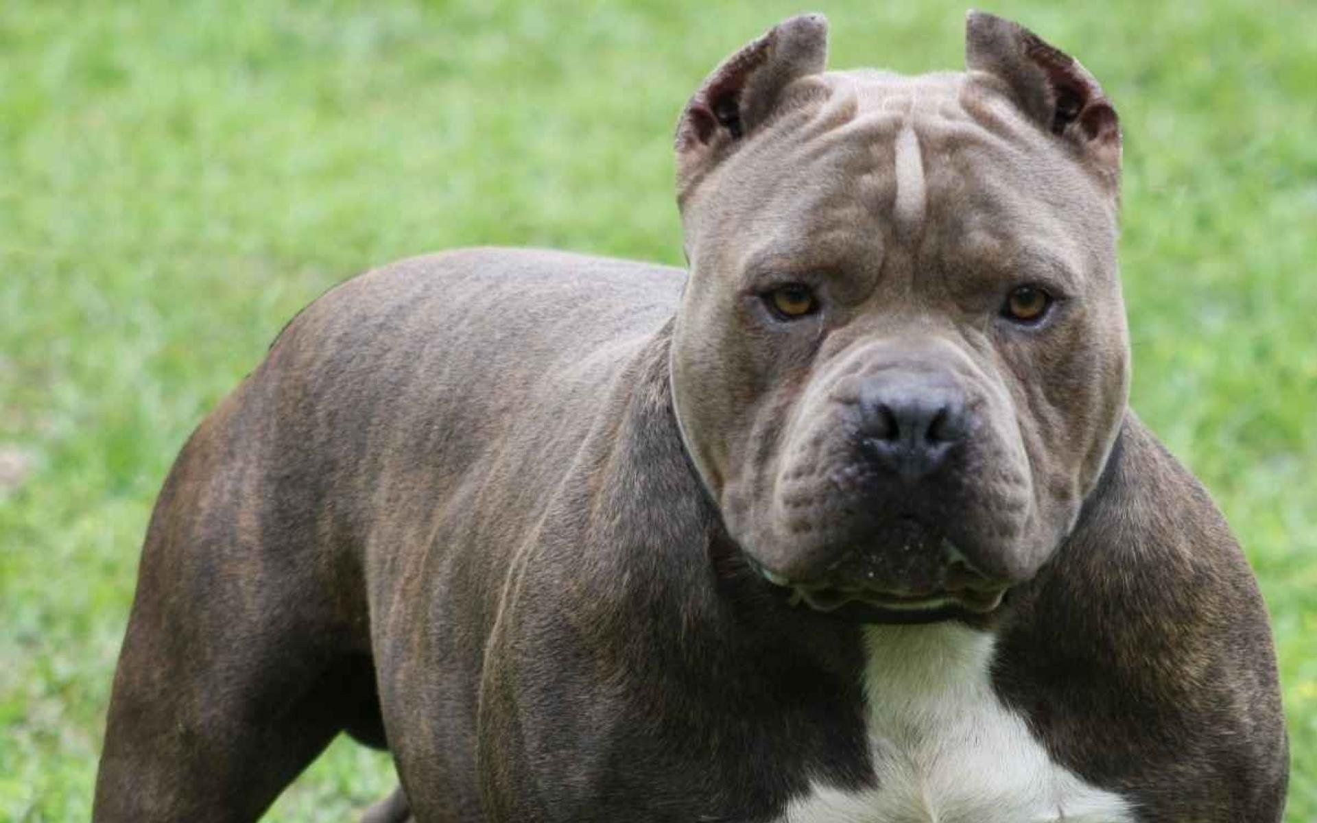 Pitbull Dog Wallpaper Hd - Pitbull Dog Attack - 1920x1200 Wallpaper - Pitbull Dog Wallpaper Hd - Pitbull Dog Attack - 1920x1200 Wallpaper -