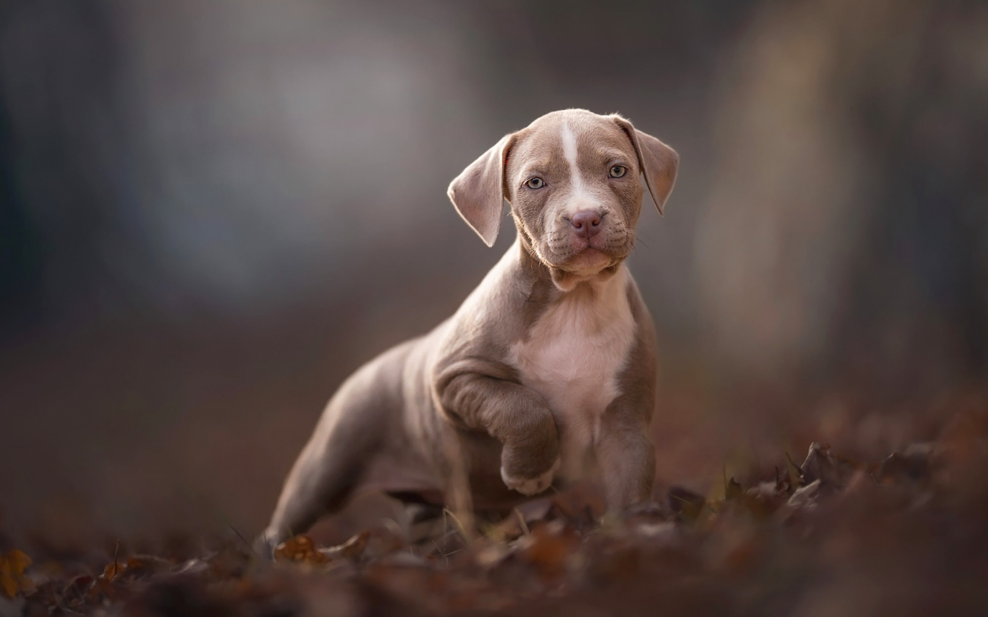 American Pit Bull Terrier, Little Gray Puppy, Cute - Dog Yawns - HD Wallpaper 