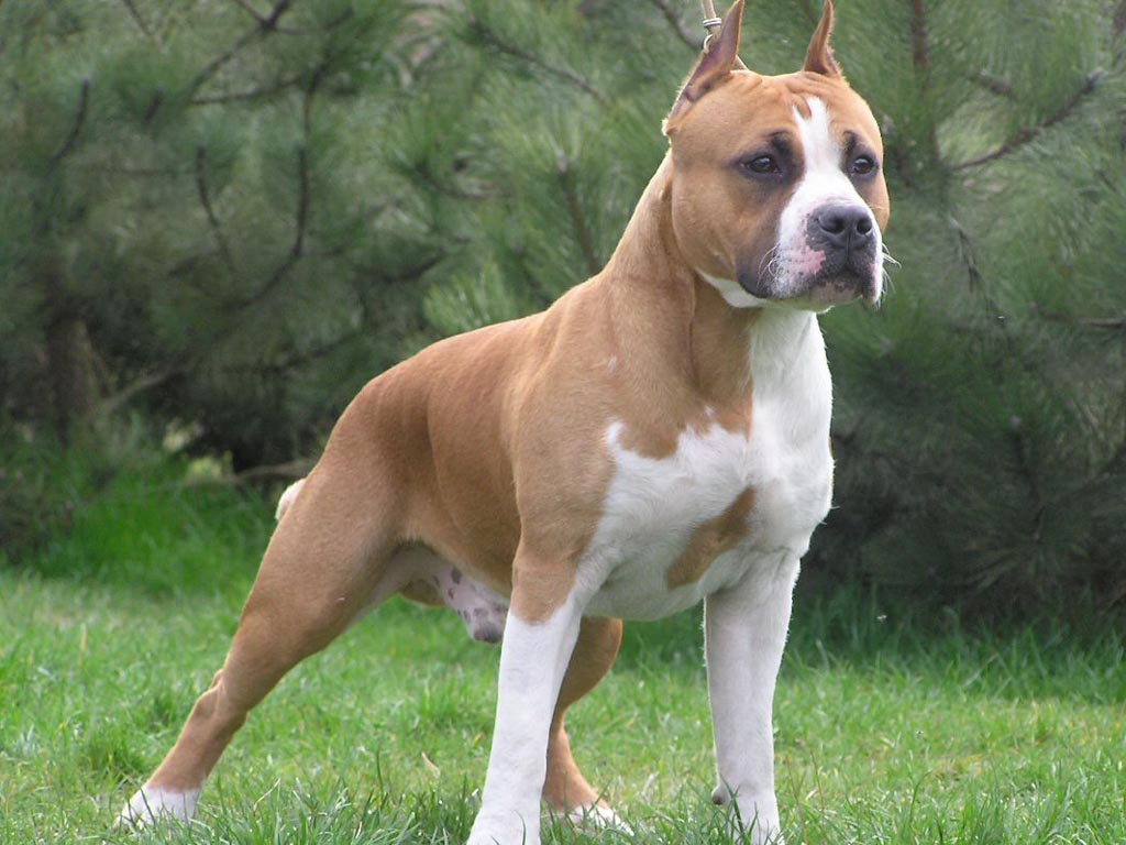 Pitbull Dog Hd Wallpapers - HD Wallpaper 