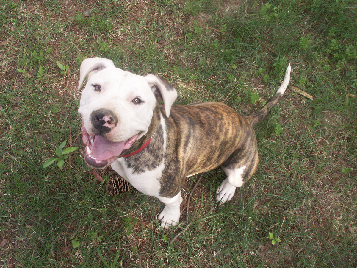 Pitbull Dog Wallpaper Hd - HD Wallpaper 