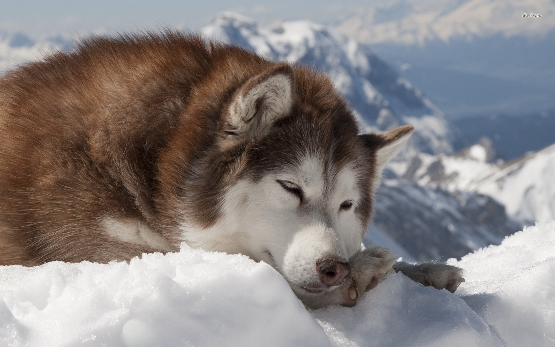 Alaskan Malamute Wallpapers 1080p 19x10 Wallpaper Teahub Io
