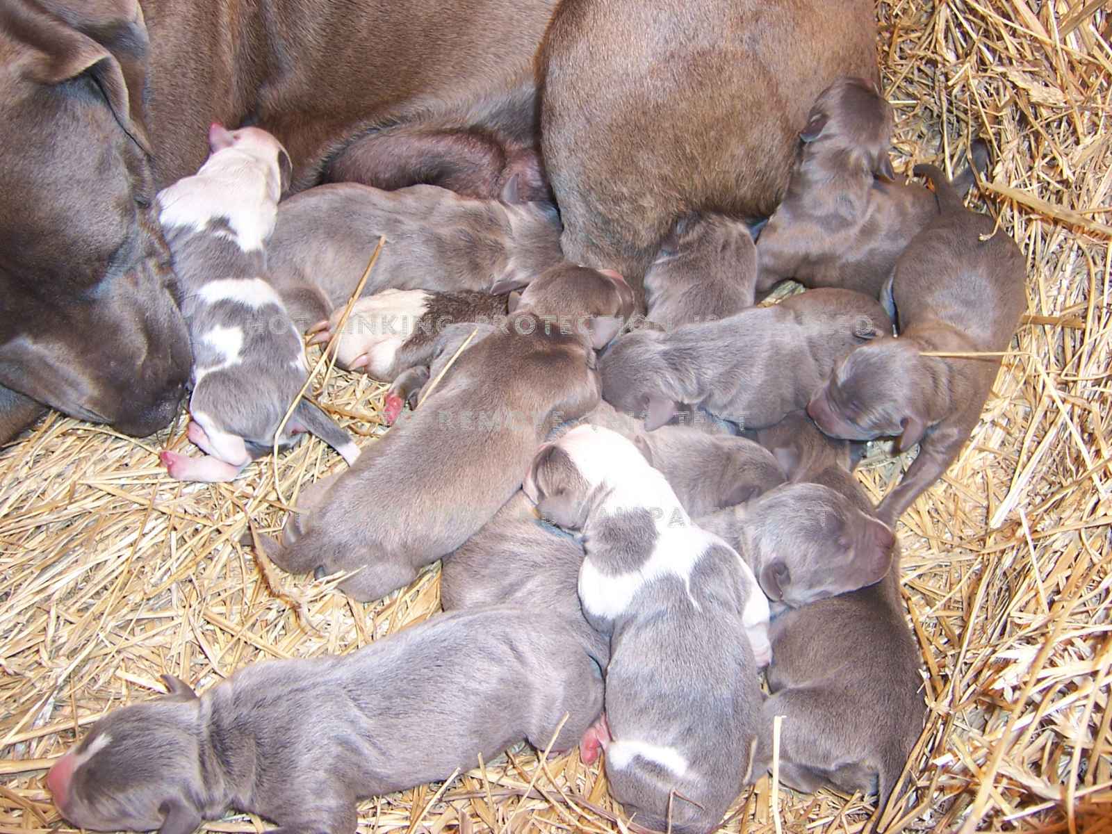 American Pitbull Puppies Psy Ladowe - American Pit Bull Terrier - HD Wallpaper 