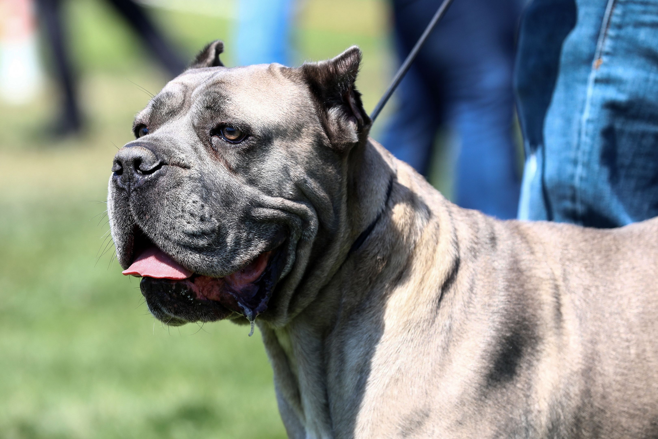 Detroit Michigan Pit Bull Man Shoots Boy - Perro De Presa Canario - HD Wallpaper 