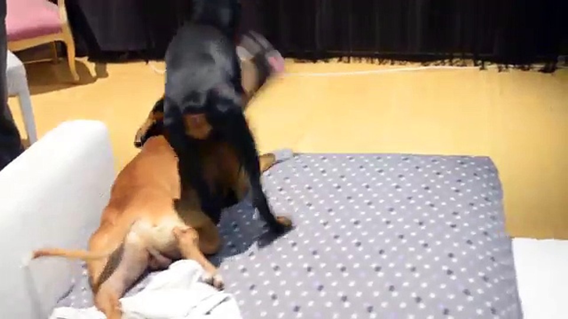 Rottweiler - HD Wallpaper 